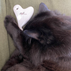 cat lying and lovingly holding gua sha tool